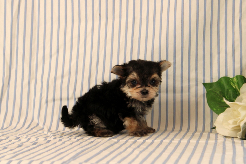 puppy, for, sale, Morkie, Matthew B. Stoltzfus, dog, breeder, Gap, PA, dog-breeder, puppy-for-sale, forsale, nearby, find, puppyfind, locator, puppylocator, aca